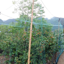 Load image into Gallery viewer, 13 x 33 Ft. Garden Net