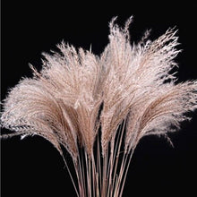 Load image into Gallery viewer, 30/50pcs Bulrush Natural Dried Small Pampas Grass Artificial Decor Wedding Flower Bunch Home Office Floor Vase Filler for Living Room Kitchen And Event Decoration