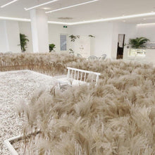 Load image into Gallery viewer, 30/50pcs Bulrush Natural Dried Small Pampas Grass Artificial Decor Wedding Flower Bunch Home Office Floor Vase Filler for Living Room Kitchen And Event Decoration