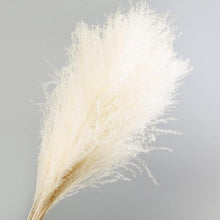 Load image into Gallery viewer, 30pcs Natural Dried Pampas Grass Bouquet Pampas Grass Reeds Flowers Bulrush Bouquets Durable For for Vase Artificial Grass Room Décor Wedding Decorations