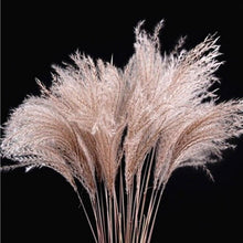 Load image into Gallery viewer, 50Pcs/Bunch 50cm Natural Phragmites Reed Flowers Bulrush Bouquet Big Dried Pampas Grass Wedding Decoration Home Fall Decor