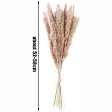 Load image into Gallery viewer, 50Pcs/Bunch 50cm Natural Phragmites Reed Flowers Bulrush Bouquet Big Dried Pampas Grass Wedding Decoration Home Fall Decor