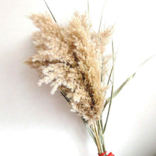 Load image into Gallery viewer, 50Pcs/Bunch 50cm Natural Phragmites Reed Flowers Bulrush Bouquet Big Dried Pampas Grass Wedding Decoration Home Fall Decor