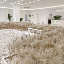 Load image into Gallery viewer, 50Pcs/Bunch 50cm Natural Phragmites Reed Flowers Bulrush Bouquet Big Dried Pampas Grass Wedding Decoration Home Fall Decor