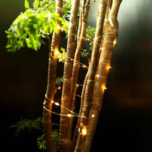 Load image into Gallery viewer, 6-Pack: LED String Lights