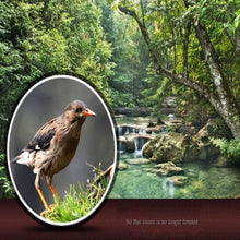 Load image into Gallery viewer, 80x100 Monocular-Telescope High Powered for Smartphone Monocular