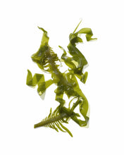 Load image into Gallery viewer, Mekabu Hydrating Conditioner