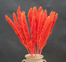 Load image into Gallery viewer, Home Store Wedding Bulrush Natural Dried Flowers Small Pampas Grass Phragmites Communis Decoration for Floor Vase Filler for Living Room Kitchen Decor