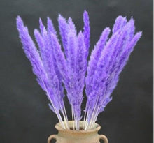 Load image into Gallery viewer, Home Store Wedding Bulrush Natural Dried Flowers Small Pampas Grass Phragmites Communis Decoration for Floor Vase Filler for Living Room Kitchen Decor