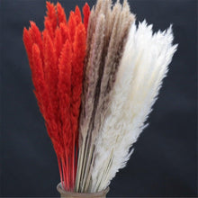 Load image into Gallery viewer, Home Store Wedding Bulrush Natural Dried Flowers Small Pampas Grass Phragmites Communis Decoration for Floor Vase Filler for Living Room Kitchen Decor