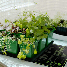 Load image into Gallery viewer, 10" x 20" Seedling Heat Mat for Seed Germination
