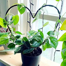 Load image into Gallery viewer, 2-Pack: Heart-Shaped Plant Support Stake
