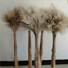 Load image into Gallery viewer, 30/50pcs Bulrush Natural Dried Small Pampas Grass Artificial Decor Wedding Flower Bunch Home Office  Floor Vase Filler for Living Room Kitchen And Event Decoration
