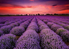 Load image into Gallery viewer, 150 Piece Tube Beautiful Scenery Puzzles Toys for Children Adults Learning Education Brain Teaser Assemble Toy Games For All Generations
