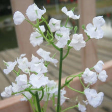 Load image into Gallery viewer, Artificial Baby Breath Gypsophila Flowers Bouquets Fake Silicone Plant Floral Bouquets Arrangement For Wedding Home Hotel Party Decoration
