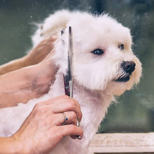 Load image into Gallery viewer, Gimars 6-in-1 Professional Stainless Steel Safety Pet Grooming Scissors
