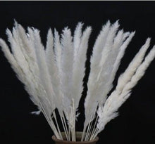 Load image into Gallery viewer, Home Store Wedding Bulrush Natural Dried Flowers Small Pampas Grass Phragmites Communis Decoration for Floor Vase Filler for Living Room Kitchen Decor

