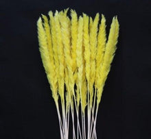 Load image into Gallery viewer, Home Store Wedding Bulrush Natural Dried Flowers Small Pampas Grass Phragmites Communis Decoration for Floor Vase Filler for Living Room Kitchen Decor
