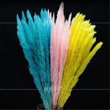 Load image into Gallery viewer, Home Store Wedding Bulrush Natural Dried Flowers Small Pampas Grass Phragmites Communis Decoration for Floor Vase Filler for Living Room Kitchen Decor
