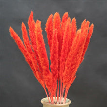Load image into Gallery viewer, Home Store Wedding Bulrush Natural Dried Flowers Small Pampas Grass Phragmites Communis Decoration for Floor Vase Filler for Living Room Kitchen Decor

